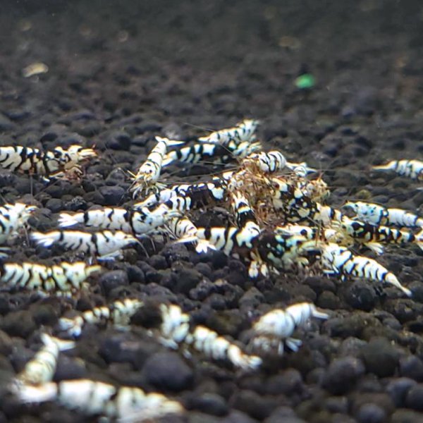 画像3: レガリアブラック　ローグレード ５匹　(13〜15mm前後）　シュリンプ　shrimp エビ　アクアリウム　aquarium (3)