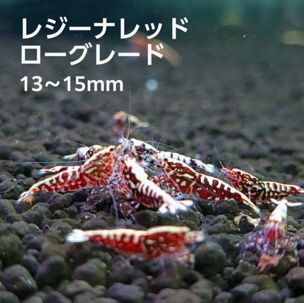 画像1: レジーナレッド　ローグレード ５匹　(13〜15mm前後）　シュリンプ　shrimp エビ　アクアリウム　aquarium (1)