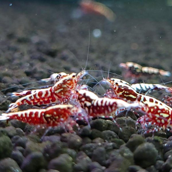 画像4: レジーナレッド　ローグレード ５匹　(13〜15mm前後）　シュリンプ　shrimp エビ　アクアリウム　aquarium (4)