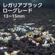 画像1: レガリアブラック　ローグレード ５匹　(13〜15mm前後）　シュリンプ　shrimp エビ　アクアリウム　aquarium (1)