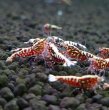 画像2: レジーナレッド　ローグレード ５匹　(13〜15mm前後）　シュリンプ　shrimp エビ　アクアリウム　aquarium (2)