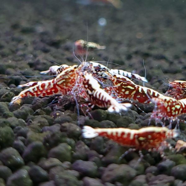 画像2: レジーナレッド　ローグレード ５匹　(13〜15mm前後）　シュリンプ　shrimp エビ　アクアリウム　aquarium (2)