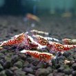 画像3: レジーナレッド　ローグレード ５匹　(13〜15mm前後）　シュリンプ　shrimp エビ　アクアリウム　aquarium (3)