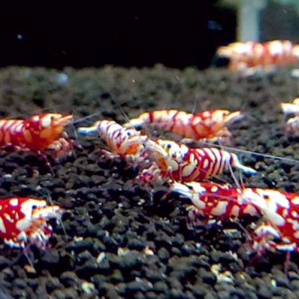 画像3: 【レガリア レックス(18mm）】１・３匹　シュリンプ　shrimp エビ　アクアリウム　aquarium　 (3)