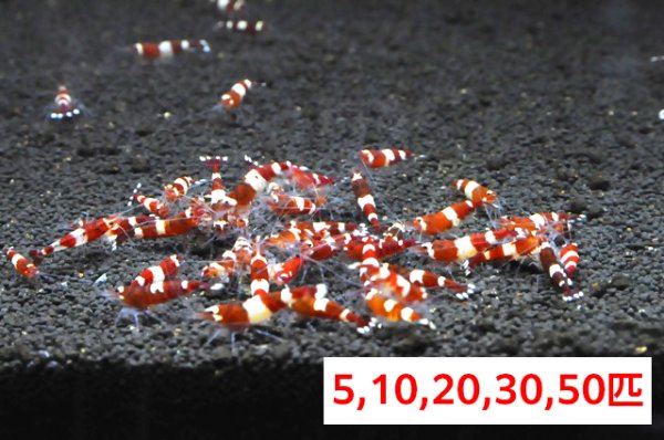 画像1: 【レッドシャドーシュリンプ  （116mm前後）】1・5・10匹　エビ　蝦　アクアリウム　水草　熱帯魚　shrimp aquarium water plants (1)