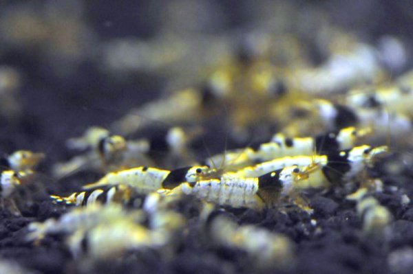 画像3: 【黒ビー　ミドルグレード　（約１４mm)】5・10・20・30・50匹　死着保証１匹　エビ　蝦　アクアリウム　水草　熱帯魚　shrimp aquarium water plants (3)