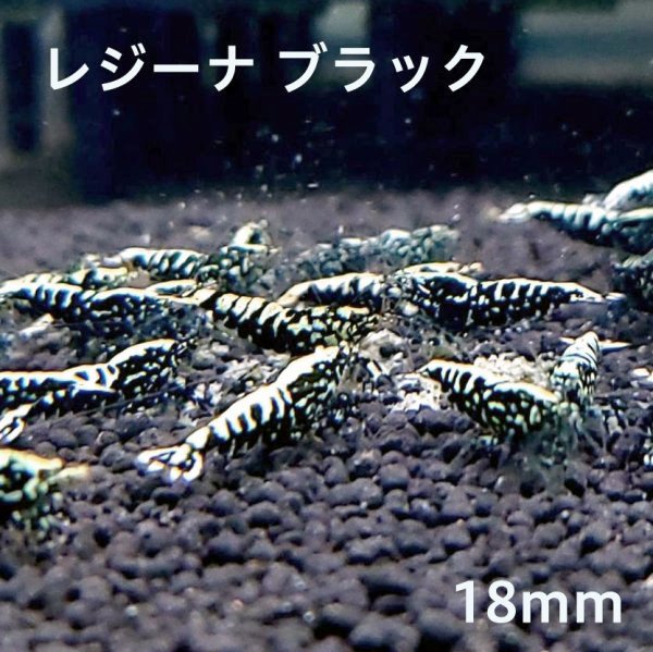 画像1: 【レジーナ ブラック　(13〜15mm前後）】5・10匹　シュリンプ　shrimp エビ　アクアリウム　aquarium (1)