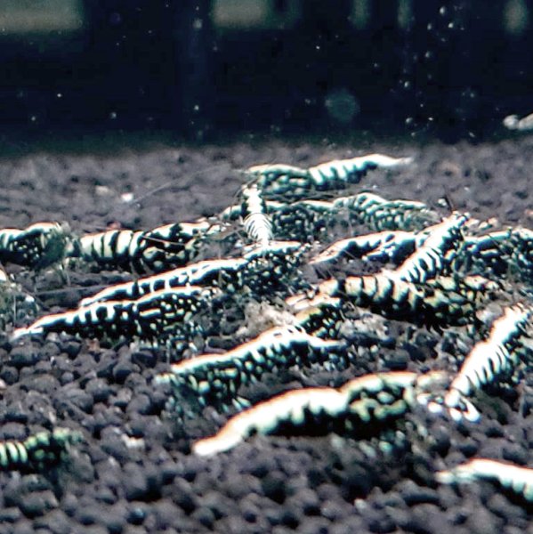 画像4: 【レジーナ ブラック　(13〜15mm前後）】5・10匹　シュリンプ　shrimp エビ　アクアリウム　aquarium (4)