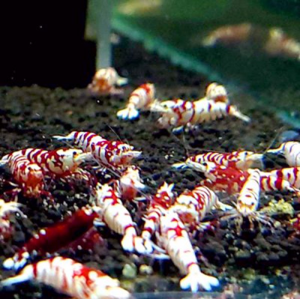 画像4: 【レガリア レックス(18mm）】１・３匹　シュリンプ　shrimp エビ　アクアリウム　aquarium　 (4)