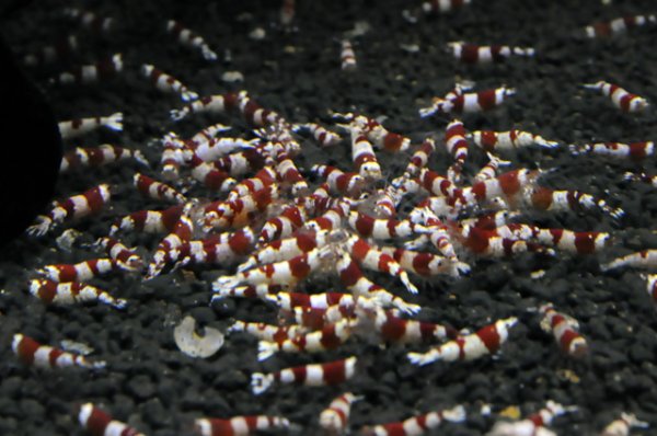 画像3: 【レッドビーシュリンプ　ミドルグレード　バンド・日の丸MIX（15〜18mm前後）】5・10・20・30・50匹　死着補償サービス＋1匹　エビ　蝦　アクアリウム　水草　熱帯魚　shrimp aquarium water plants (3)