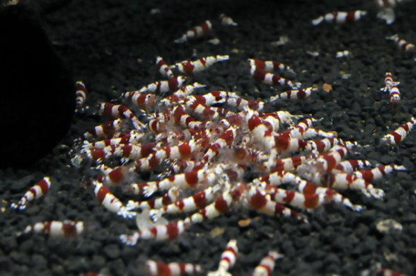 画像2: 【レッドビーシュリンプ　ミドルグレード　バンド・日の丸MIX（15〜18mm前後）】5・10・20・30・50匹　死着補償サービス＋1匹　エビ　蝦　アクアリウム　水草　熱帯魚　shrimp aquarium water plants (2)