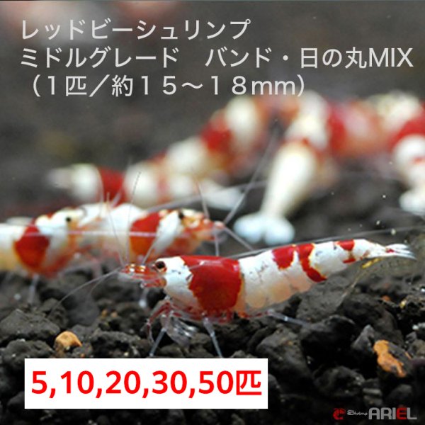 画像1: 【レッドビーシュリンプ　ミドルグレード　バンド・日の丸MIX（15〜18mm前後）】5・10・20・30・50匹　死着補償サービス＋1匹　エビ　蝦　アクアリウム　水草　熱帯魚　shrimp aquarium water plants (1)