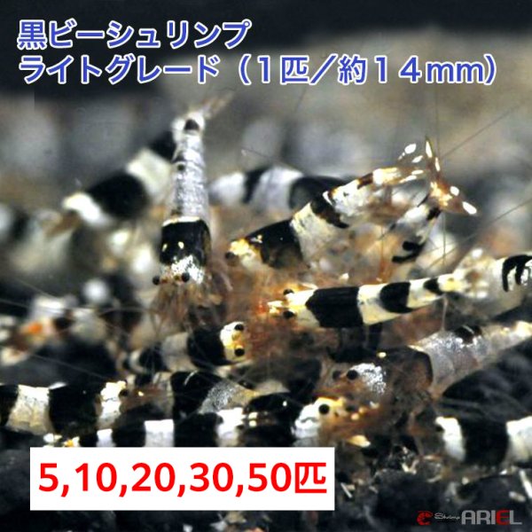 画像1: 【黒ビー　ライトグレード　（約１４mm）】5・10・20・30・50匹　死着保証１匹　エビ　蝦　アクアリウム　水草　熱帯魚　shrimp aquarium water plants (1)