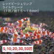 画像1: 【レッドビーシュリンプ　ライトグレード（13〜18mm前後）】5・10・20・30・50匹　死着補償サービス＋１匹　エビ　蝦　アクアリウム　水草　熱帯魚　shrimp aquarium water plants (1)