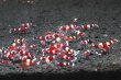 画像2: 【レッドシャドーシュリンプ  （116mm前後）】1・5・10匹　エビ　蝦　アクアリウム　水草　熱帯魚　shrimp aquarium water plants (2)