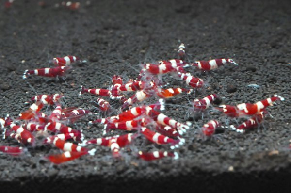 画像2: 【レッドシャドーシュリンプ  （116mm前後）】1・5・10匹　エビ　蝦　アクアリウム　水草　熱帯魚　shrimp aquarium water plants (2)