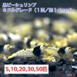 画像1: 【黒ビー　ミドルグレード　（約１４mm)】5・10・20・30・50匹　死着保証１匹　エビ　蝦　アクアリウム　水草　熱帯魚　shrimp aquarium water plants (1)