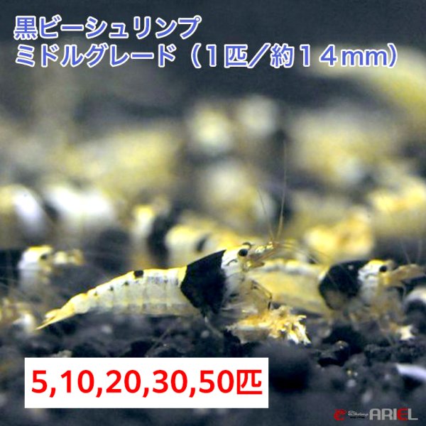 画像1: 【黒ビー　ミドルグレード　（約１４mm)】5・10・20・30・50匹　死着保証１匹　エビ　蝦　アクアリウム　水草　熱帯魚　shrimp aquarium water plants (1)