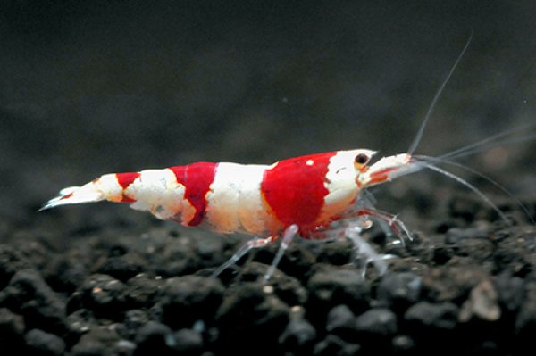 画像3: 【レッドビーシュリンプ　ミドルグレード（16mm前後）】5・10・20・30・50匹　死着補償サービス＋1匹　エビ　蝦　アクアリウム　水草　熱帯魚　shrimp aquarium water plants (3)