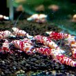 画像2: 【レガリア レックス(18mm）】１・３匹　シュリンプ　shrimp エビ　アクアリウム　aquarium　 (2)