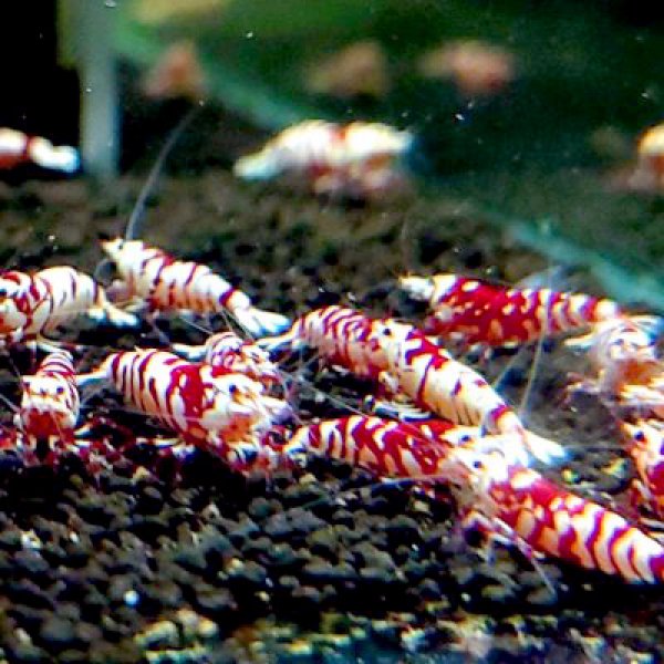 画像2: 【レガリア レックス(18mm）】１・３匹　シュリンプ　shrimp エビ　アクアリウム　aquarium　 (2)