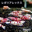 画像1: 【レガリア レックス(18mm）】１・３匹　シュリンプ　shrimp エビ　アクアリウム　aquarium　 (1)