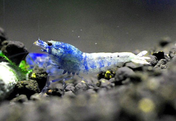 画像1: ターコイズシャドーシュリンプ（１０匹／１２mm前後）　死着補償サービス＋１匹 エビ　蝦　アクアリウム　水草　熱帯魚　shrimp aquarium water plants (1)