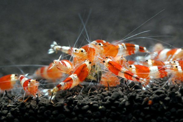 画像3: 【レッドビーシュリンプ　ライトグレード（13〜18mm前後）】5・10・20・30・50匹　死着補償サービス＋１匹　エビ　蝦　アクアリウム　水草　熱帯魚　shrimp aquarium water plants (3)