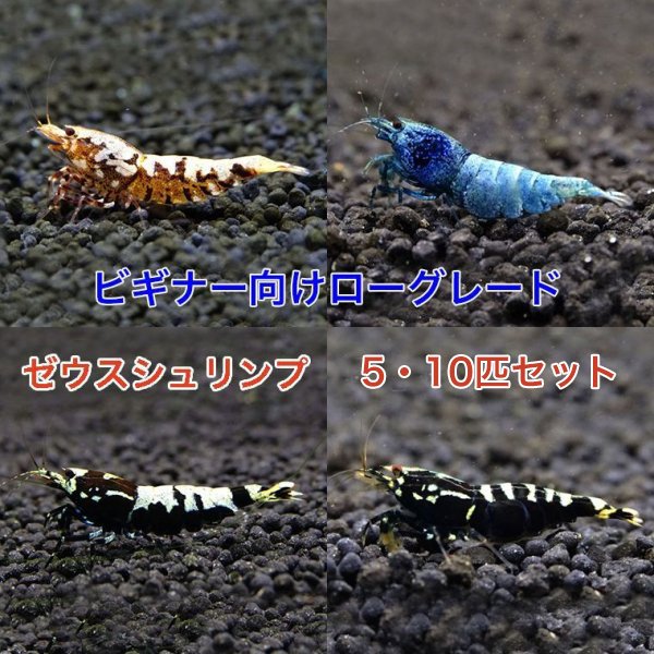 画像1: ゼウスシュリンプ　ローグレード　初心者５・１０匹セット　シュリンプ　エビ　蝦　アクアリウム　水草　水槽 (1)