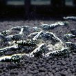 画像2: 【レジーナ ブラック　(13〜15mm前後）】5・10匹　シュリンプ　shrimp エビ　アクアリウム　aquarium (2)