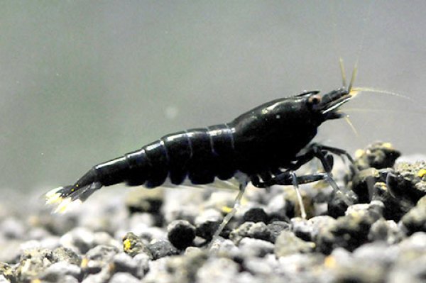 画像2: 【ブラックシャドーシュリンプ（15mm前後）】1・5・10匹　エビ　蝦　アクアリウム　水草　熱帯魚　shrimp aquarium water plants (2)