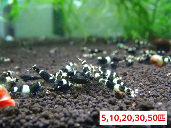 画像1: 【ブラックシャドーシュリンプ（15mm前後）】1・5・10匹　エビ　蝦　アクアリウム　水草　熱帯魚　shrimp aquarium water plants (1)