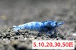 画像1: 【ターコイズシャドーシュリンプ（15mm前後）】1・5・10匹　エビ　蝦　アクアリウム　水草　熱帯魚　shrimp aquarium water plants (1)