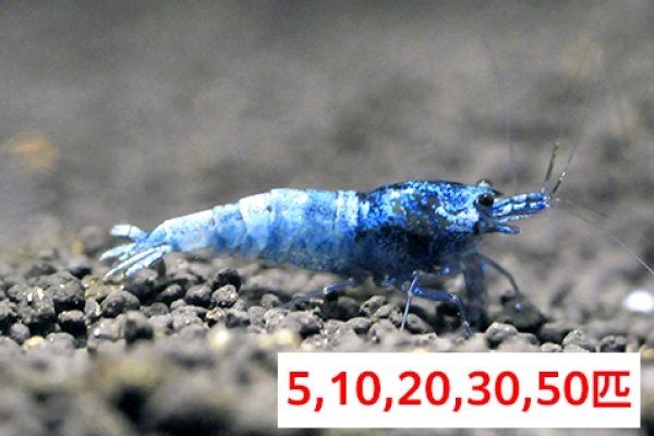 画像1: 【ターコイズシャドーシュリンプ（15mm前後）】1・5・10匹　エビ　蝦　アクアリウム　水草　熱帯魚　shrimp aquarium water plants (1)