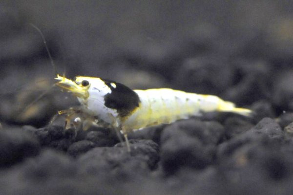 画像2: 【黒ビー　ミドルグレード　（約１４mm)】5・10・20・30・50匹　死着保証１匹　エビ　蝦　アクアリウム　水草　熱帯魚　shrimp aquarium water plants (2)