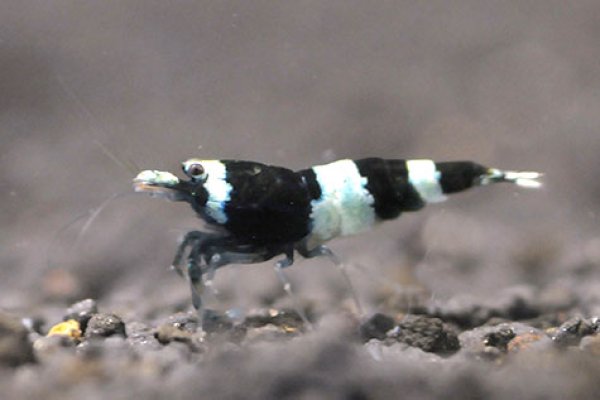 画像3: 【ブラックシャドーシュリンプ（15mm前後）】1・5・10匹　エビ　蝦　アクアリウム　水草　熱帯魚　shrimp aquarium water plants (3)