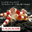 画像1: 【レッドビーシュリンプ　ミドルグレード（16mm前後）】5・10・20・30・50匹　死着補償サービス＋1匹　エビ　蝦　アクアリウム　水草　熱帯魚　shrimp aquarium water plants (1)