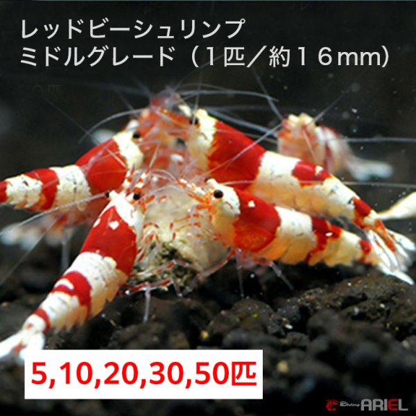 画像1: 【レッドビーシュリンプ　ミドルグレード（16mm前後）】5・10・20・30・50匹　死着補償サービス＋1匹　エビ　蝦　アクアリウム　水草　熱帯魚　shrimp aquarium water plants (1)