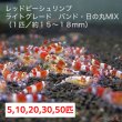 画像1: 【レッドビーシュリンプ　ライトグレード　バンド・日の丸MIX（13〜18mm前後）】5・10・20・30・50匹　死着補償サービス＋1匹　エビ　蝦　アクアリウム　水草　熱帯魚　shrimp aquarium water plants (1)