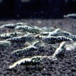 画像3: 【レジーナ ブラック　(13〜15mm前後）】5・10匹　シュリンプ　shrimp エビ　アクアリウム　aquarium (3)
