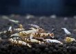 画像7: 【F0 SNOW 　若個体（12〜15mm）】10匹　エビ　蝦　アクアリウム　水草　熱帯魚　shrimp aquarium water plants (7)