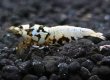 画像3: 【F0 SNOW 　種親（18〜22mm）】10匹　エビ　蝦　アクアリウム　水草　熱帯魚　shrimp aquarium water plants (3)