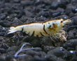 画像6: 【F0 SNOW 　種親（18〜22mm）】10匹　エビ　蝦　アクアリウム　水草　熱帯魚　shrimp aquarium water plants (6)