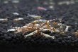 画像8: 【F0 SNOW 　若個体（12〜15mm）】10匹　エビ　蝦　アクアリウム　水草　熱帯魚　shrimp aquarium water plants (8)