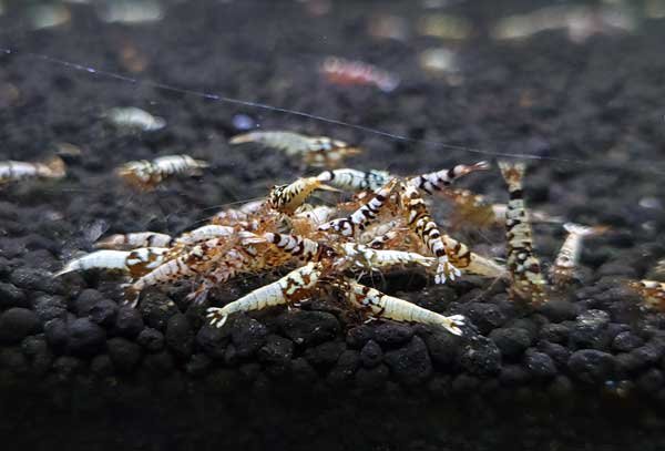 画像8: 【F0 SNOW 　若個体（12〜15mm）】10匹　エビ　蝦　アクアリウム　水草　熱帯魚　shrimp aquarium water plants (8)