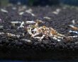 画像1: 【F0 SNOW 　若個体（12〜15mm）】10匹　エビ　蝦　アクアリウム　水草　熱帯魚　shrimp aquarium water plants (1)