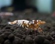 画像1: 【F0 SNOW 　種親（18〜22mm）】10匹　エビ　蝦　アクアリウム　水草　熱帯魚　shrimp aquarium water plants (1)