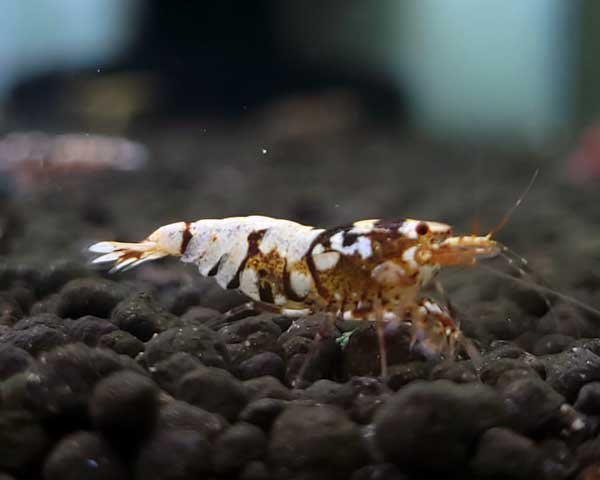 画像1: 【F0 SNOW 　種親（18〜22mm）】10匹　エビ　蝦　アクアリウム　水草　熱帯魚　shrimp aquarium water plants (1)
