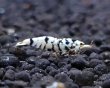 画像7: 【F0 SNOW 　種親（18〜22mm）】10匹　エビ　蝦　アクアリウム　水草　熱帯魚　shrimp aquarium water plants (7)