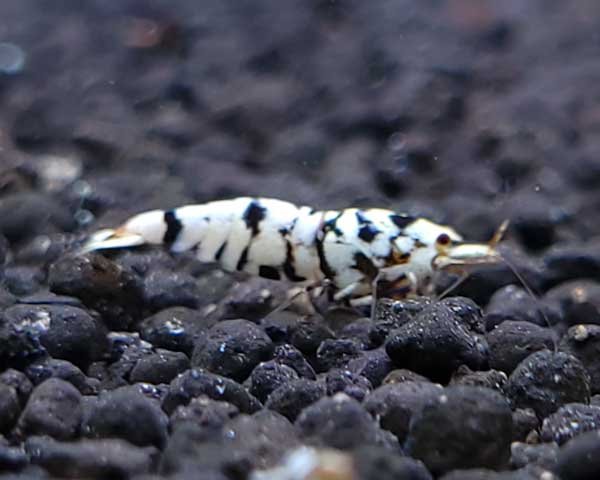 画像7: 【F0 SNOW 　種親（18〜22mm）】10匹　エビ　蝦　アクアリウム　水草　熱帯魚　shrimp aquarium water plants (7)